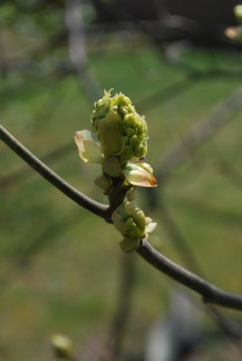 Sassafras albidum - sasafras lékařský - pupen květenství